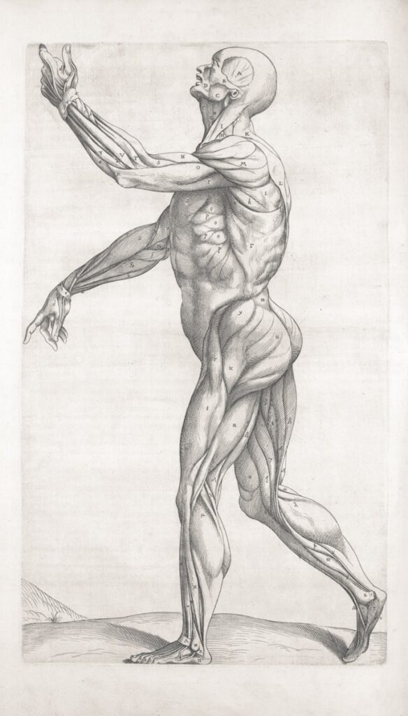 Anatomical drawing of a male figure showing muscles.