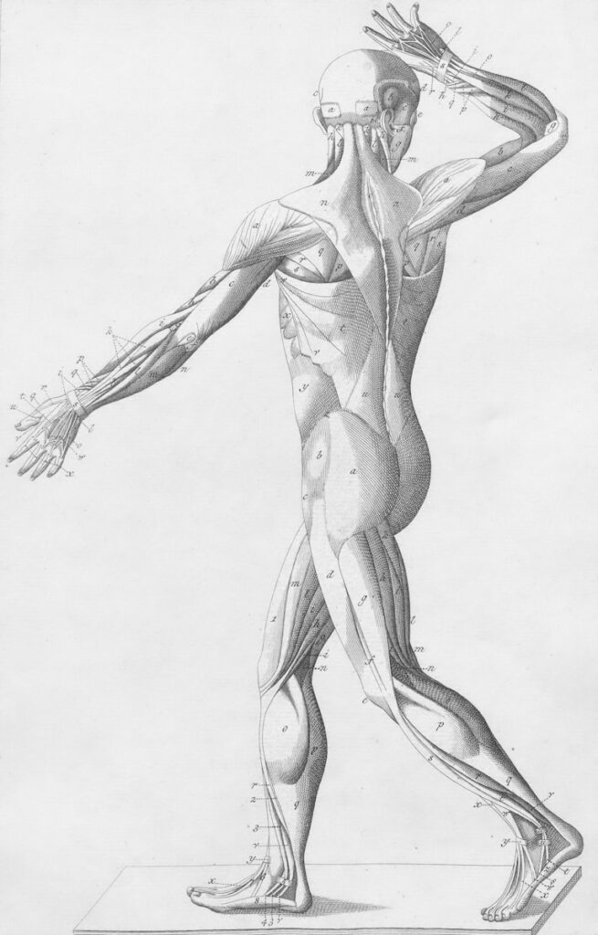 Human musculature from behind
