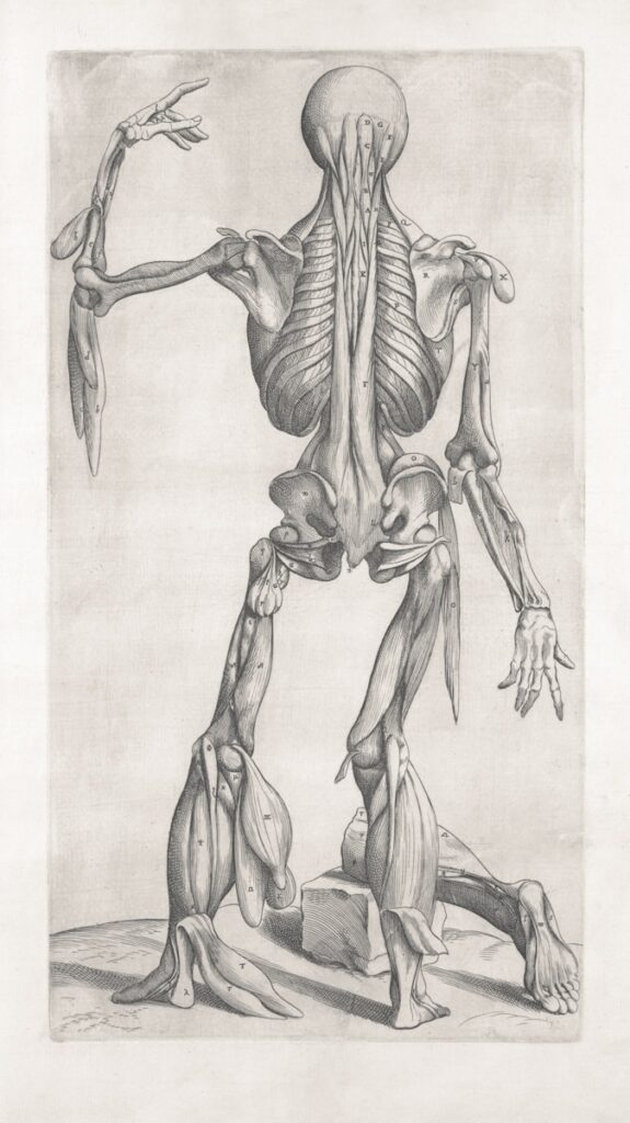 Anatomical drawing of human musculature and skeleton