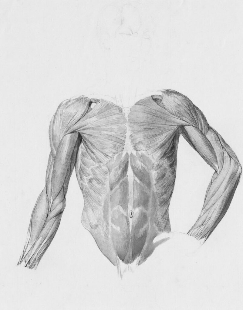 Detailed anatomical drawing of human torso muscles.